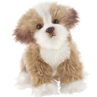 Murphy The Maltipoo